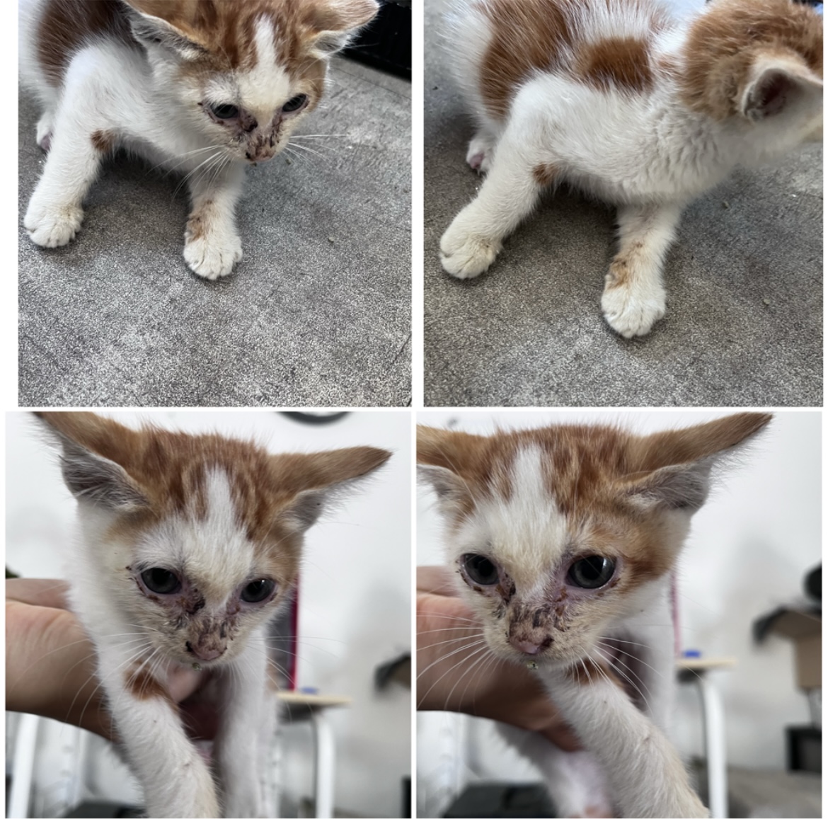 천안시유기동물보호소_444449202301812